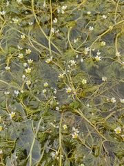 Ranunculus penicillatus