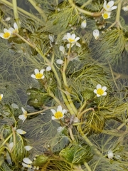 Ranunculus penicillatus