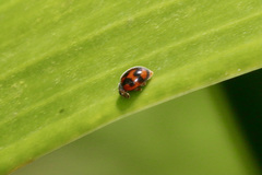 Novius cardinalis