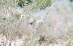 Zonotrichia leucophrys