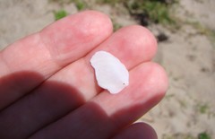 Maoricrypta sodalis