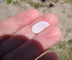 Maoricrypta sodalis