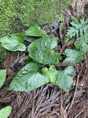 Asarum caudigerum