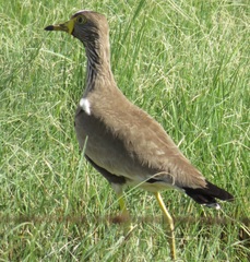 Vanellus senegallus lateralis