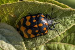 Pachycoris klugii