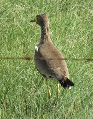 Vanellus senegallus lateralis