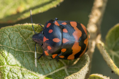 Pachycoris klugii