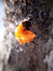 Tremella mesenterica