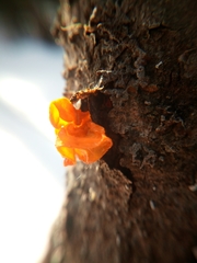 Tremella mesenterica