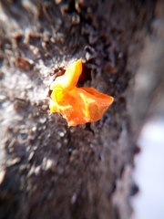 Tremella mesenterica
