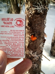 Tremella mesenterica