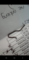 Leptotyphlopidae