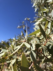 Eucalyptus gillii