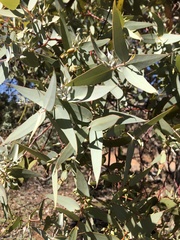 Eucalyptus gillii