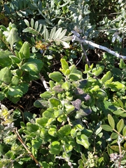 Teucrium flavum