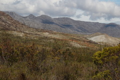 Pillansia templemannii