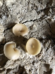 Peziza domiciliana