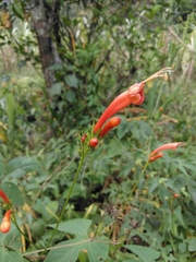 Ipomoea hastigera