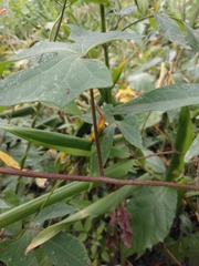 Ipomoea hastigera
