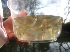 Rhodeus