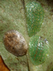 Ctenochiton chelyon