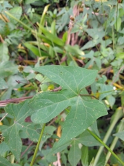 Ipomoea hastigera