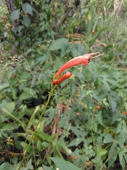 Ipomoea hastigera