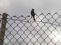 Zonotrichia leucophrys