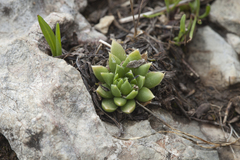 Rosularia alpestris