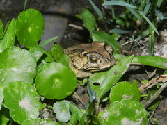 Duttaphrynus melanostictus