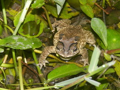 Duttaphrynus melanostictus