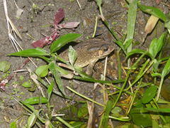 Duttaphrynus melanostictus