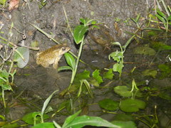 Duttaphrynus melanostictus