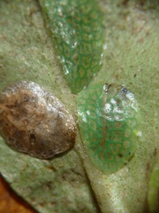 Ctenochiton chelyon
