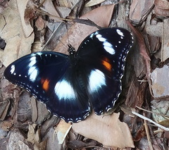 Hypolimnas bolina nerina