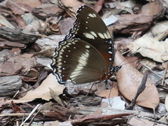 Hypolimnas bolina nerina