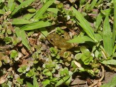 Buergeria choui