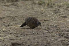 Galloperdix lunulata