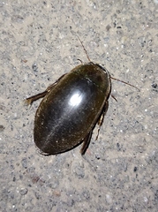 Dytiscus dimidiatus