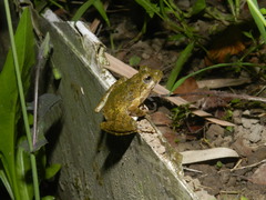Buergeria choui