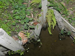 Polypedates megacephalus