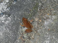 Polypedates megacephalus