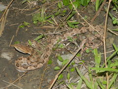 Protobothrops mucrosquamatus
