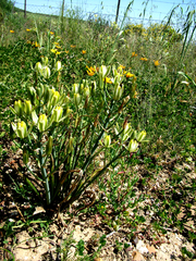 Albuca setosa