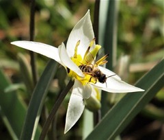 Andrena flavipes