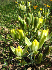 Albuca setosa