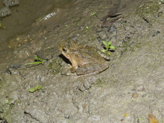 Buergeria choui