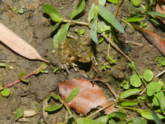 Buergeria choui