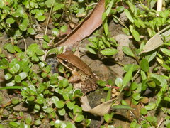 Hylarana latouchii
