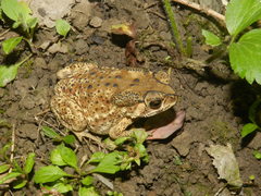 Duttaphrynus melanostictus
